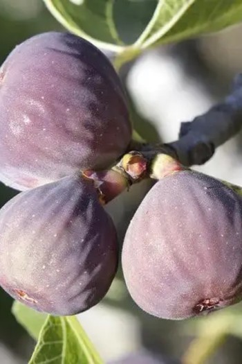 Инжир Киевский крупноплодный | Ficus carica | Інжир Київський великоплідний